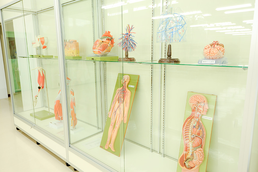 解剖模型の展示(2)