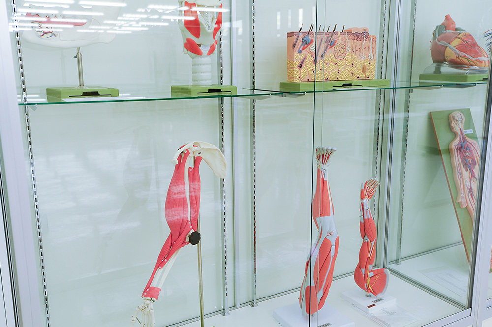 解剖模型の展示(3)